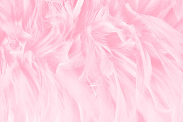 Fototapeta premium Beautiful soft pink bird feathers pattern texture background.