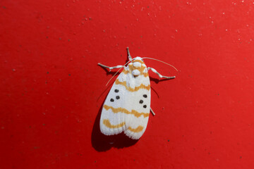 Tranquil and colorful insect, this vibrant white moth with yellow stripe and black spot on its wing rests on smooth red background in beautiful macro view of nature