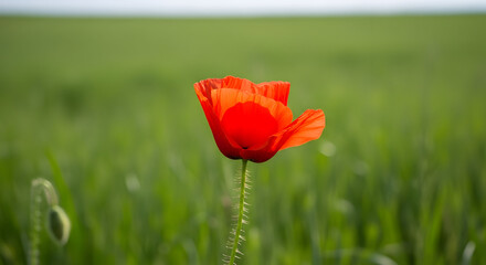 Obraz premium Close-Up Red Poppy in Crisp Green Field