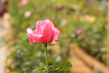 Large Blooming Rose with Rosebud, Natural Elegance and Beauty