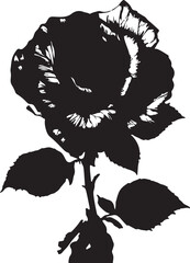 rose on white background.