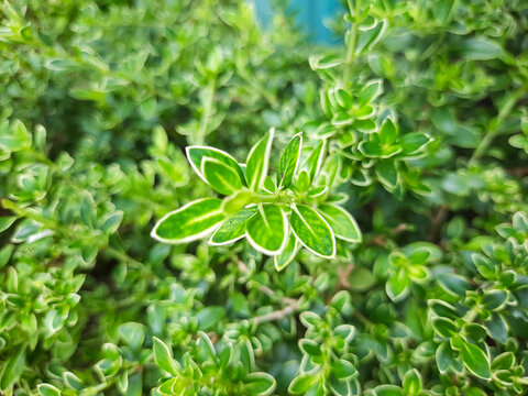 Fresh variegated foliage of Serissa plant in the garden