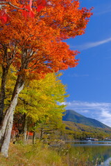 女神湖の紅葉と蓼科山