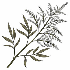 Fototapeta premium tamarisk saltcedar