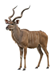 Obraz premium Kudu grazing in natural habitat wildlife africa isolated on transparent background