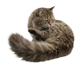 Fototapeta premium Playful cat grooming itself indoors relaxed cute isolated on transparent background