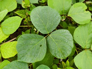 Mucuna bracteata leaves in the morning