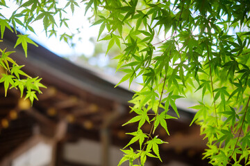 神社の社殿と青もみじ：新緑が彩る日本の伝統的な風景