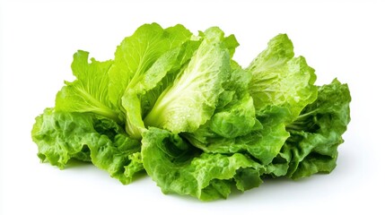 Fresh Green Lettuce Head Isolated on White