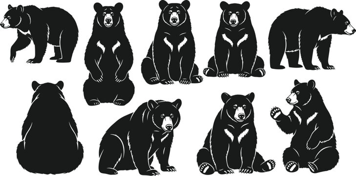 Black bear illustration vector set, grizzly and black bear mascot collection, forest wildlife animal graphics isolated on white background, bundle,
