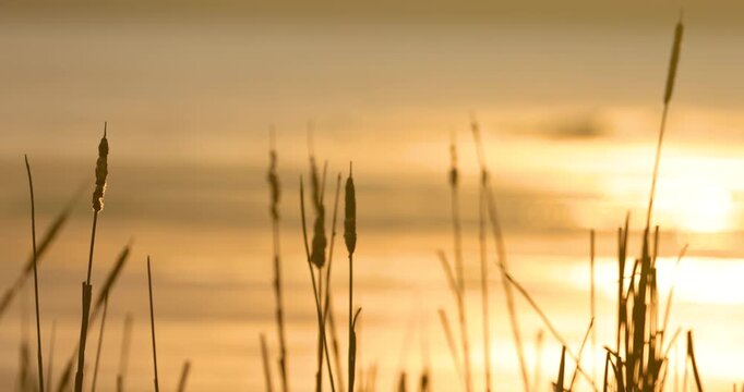 Golden sunset reflecting on water with reed silhouettes