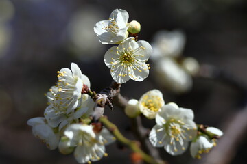 寒さに耐え気品よく咲く
