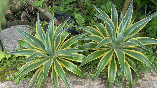 Exotic Agave Crown Succulent in Natural Sunlight