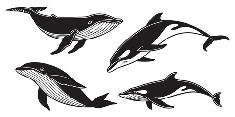 A group of five different whale species swimming together in the ocean Vector ©  MST RABEYA  BEGUM