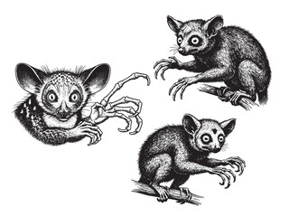 Aye aye lemur engraving illustration eerie nocturnal tattoo © Gabut Stock