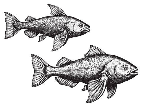 Coelacanth ancient fish engraving illustration prehistoric ocean art