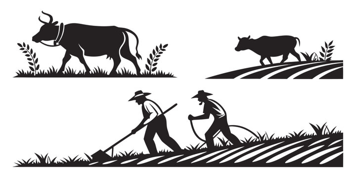 A historical depiction of oxen and humans working together in agriculture. Vector