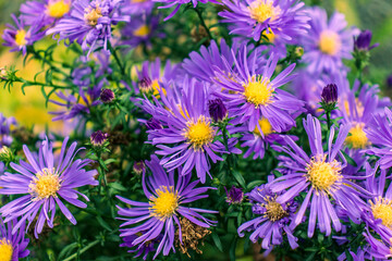 Fototapeta premium Close-up of a vibrant cluster of purple aster flowers with yellow centers blooming in a garden, seasonal autumn floral background, beautiful nature macro