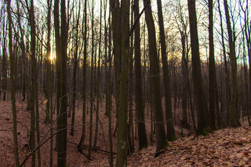 Obraz premium Sunset light shining through bare tree trunks in a deep deciduous forest in winter, warm sunlight on fallen brown leaves on the ground, seasonal nature landscape.