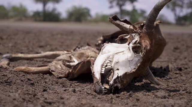 Carcass of a dead steer lies in an arid, dry riverbed during a prolonged drought.