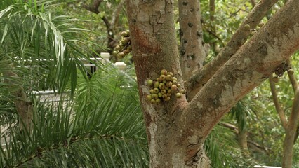 Fototapeta premium A close-up of green wild figs growing in clusters directly on a tree trunk. This botanical shot features tropical forest foliage in the background, highlighting unique natural plant growth.
