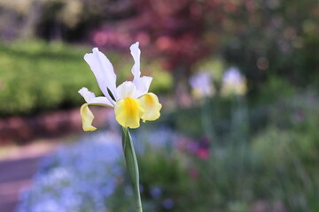 春の美しい花畑と花菖蒲