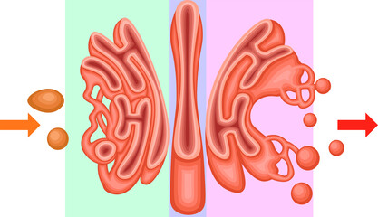 Golgi Apparatus Structure and Vesicular Transport Diagram