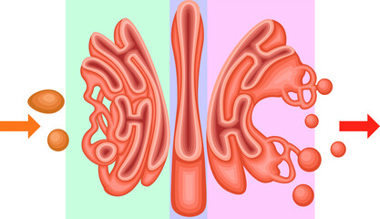 Golgi Apparatus Structure and Vesicular Transport Diagram
