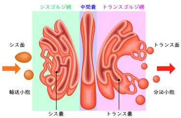Golgi Apparatus Structure and Vesicular Transport Diagram Japanese
