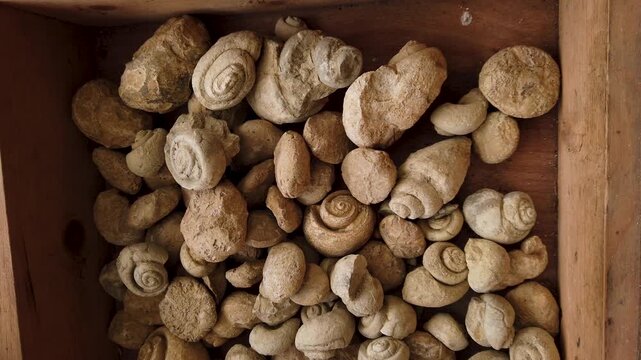  Collection of Eocene fossil gastropods in a rustic wooden box 