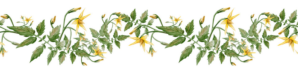 Seamless horizontal border of hand painted tomato vine with green leaves and yellow blossoms. Realistic watercolor botanical trim ideal for kitchen decor, textiles, packaging and garden themed designs © Alena Sid