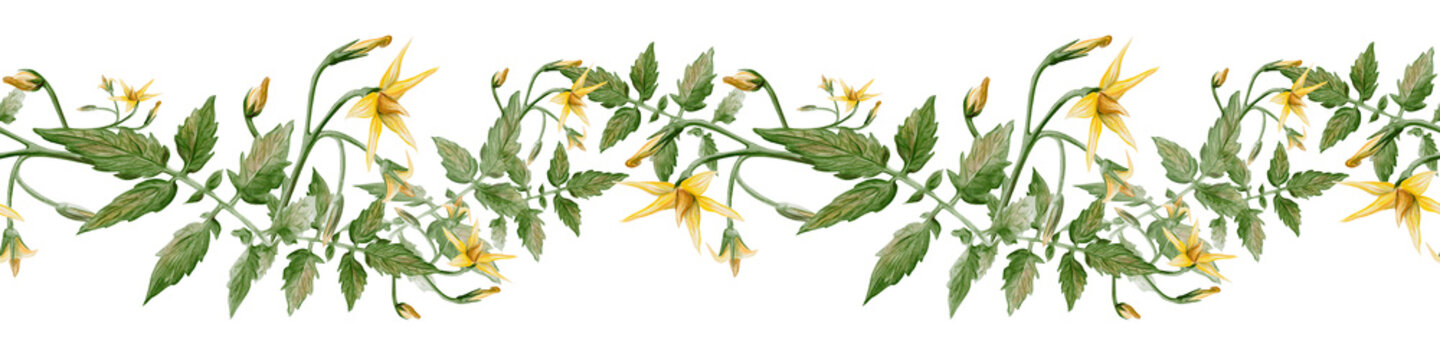 Seamless horizontal border of hand painted tomato vine with green leaves and yellow blossoms. Realistic watercolor botanical trim ideal for kitchen decor, textiles, packaging and garden themed designs
