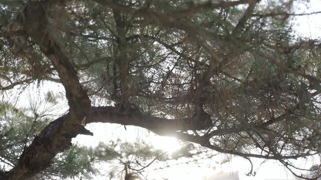 view look up to pine tree against the sky with sunshine and sun beams through branches of gnarled Japanese pine tree, natural green background landscape