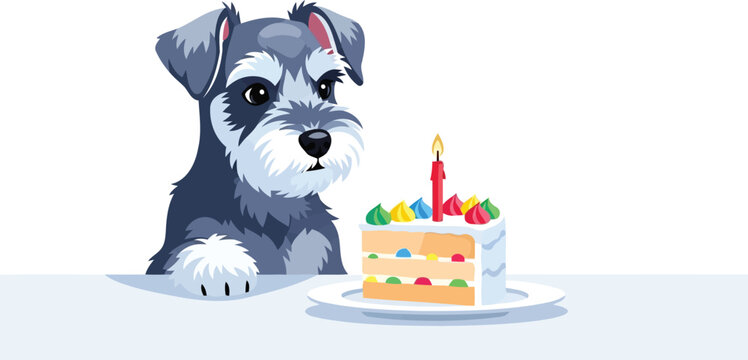 Cute Schnauzer puppy staring at birthday cake slice vector