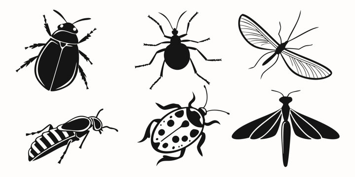 A diverse collection of insects showcasing various species and their unique characteristics Vector