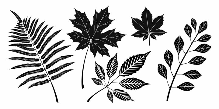 A collection of various leaf silhouettes from different types of trees and plants Vector