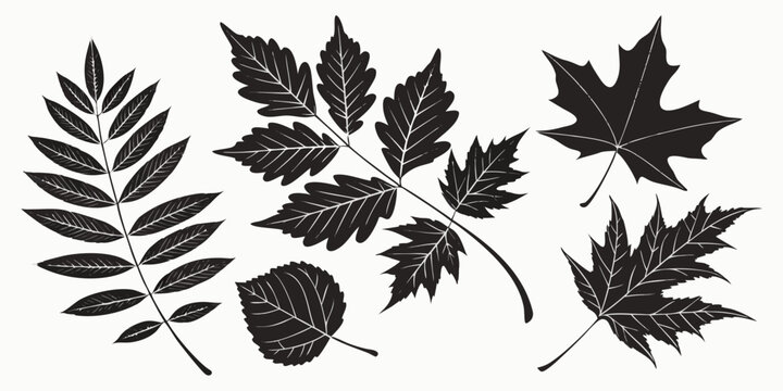 A collection of various autumn leaves and acorns scattered on a white background Vector