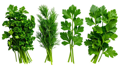 Four bunches of fresh green herbs against a transparent background, ready for culinary use