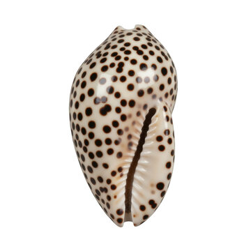 Spotted Cowrie Shell Marine Gastropod Mollusk Specimen