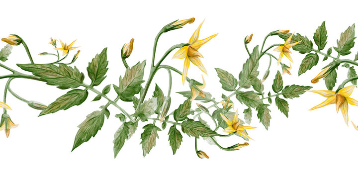 Seamless horizontal border of hand painted tomato vine with green leaves and yellow blossoms. Realistic watercolor botanical trim ideal for kitchen decor, textiles, packaging and garden themed designs
