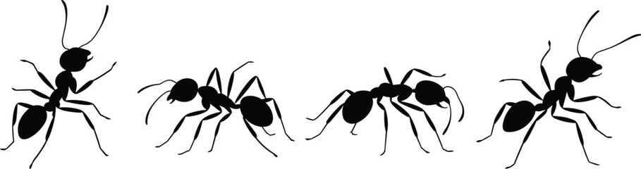 Ant silhouettes collection, detailed black insect vector illustration set isolated on white background for design and education © Creatives World