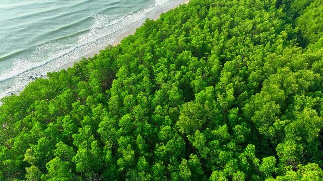 Aerial drone view of a vast mangrove forest with the ocean as a backdrop, showcasing natural coastal protection, carbon storage, biodiversity support, and climate regulation benefits. Thailand.
