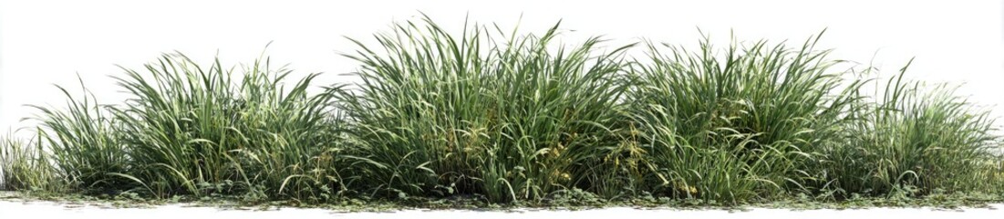 Close-up of green, lush grass growing in a row, with blades of varying lengths