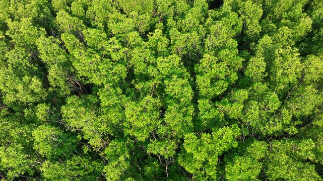 Top-down drone shot of lush mangrove treetops representing ecosystem health, environmental sustainability, shoreline stability, habitat preservation, climate adaptation, nature-based carbon storage.
