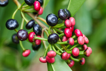 Clusters of Ripe Red and Black Ardisia polycephala fruit on branch