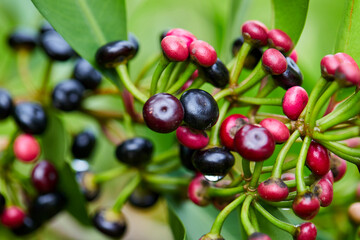 Clusters of Ripe Red and Black Ardisia polycephala fruit on branch