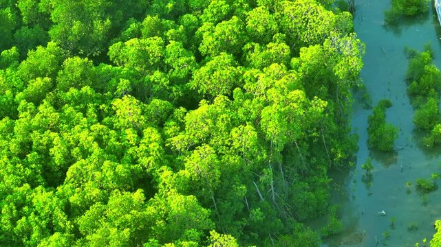 Drone-captured aerial image of thriving mangrove trees and root systems in shallow tidal waters, highlighting ecosystem balance, shoreline protection, and environmental adaptation. Thailand.
