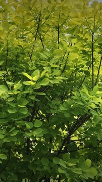 Cotinus coggigria. impressive bush displaying bright green leaves in harmony. European Smoketree, Eurasian Smoketree, Smoke Tree, Smoke Bush, Venice Sumach, Or Dyer's Sumach Is A Species Of Flowering