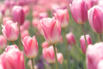 Obraz premium Group of pink tulips in full bloom, spring garden scene