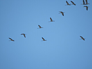 Fototapeta premium A large great cormorant flies across a clear blue sky, wings fully spread during its return flight. The powerful silhouette highlights grace, strength, and freedom in wildlife and bird migration.